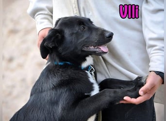 Ulli geb. 03/2025 - fröhliches und neugieriges Mädchen!