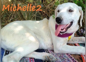 Michelle2 geb. 12/2024 (GRC) - gesellige und ruhige Welpin!