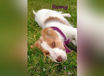 Romy geb. 12/2025 (GRC) - fröhliches und verspieltes Mädchen sucht ein Für-immer-Zuhause!