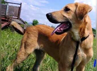 Petros3 geb. 12/2024 (GRC) - ausgeglichener, freundlicher und geselliger Welpe!