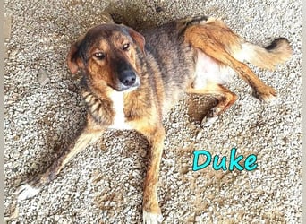 Duke geb. 02/2021 (GRC) - sensibler Rüde möchte endlich das Tierheim verlassen!