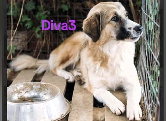 Diva3 geb. 07/2023 (GRC) - lebensfrohe, liebe und verspielte Junghündin!