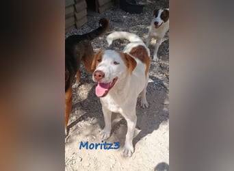 Moritz3 geb. 12/2025 (GRC) - freundlicher und verspielter Welpe sucht seine eigene Familie!