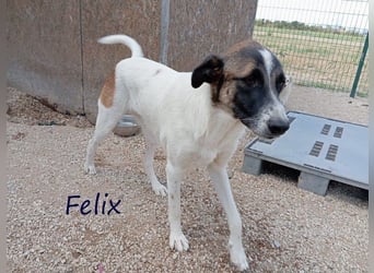 Felix geb. 02/2022 (GRC) - geselliger, verschmuster und freundlicher, junger Rüde!