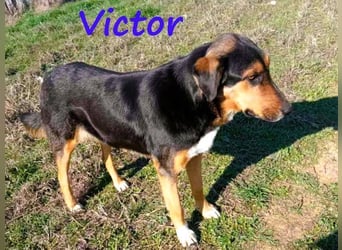 Victor geb. 07/2023 (GRC) - wunderschöner und menschenbezogener Junghund!