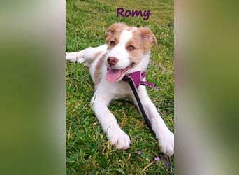 Romy geb. 12/2025 (GRC) - fröhliches und verspieltes Mädchen sucht ein Für-immer-Zuhause!