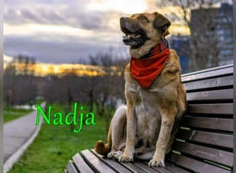 Nadja geb. 01/2017 - treue und verschmuste Hündin mit goldenem Herz!