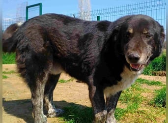 Black3 geb. 03/2019 (GRC) - sanfter, liebevoller und verschmuster Rüde!