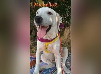 Michelle2 geb. 12/2024 (GRC) - gesellige und ruhige Welpin!