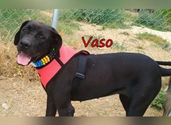 Vaso geb. 04/2025 (GRC) - unglaublich liebevolle Junghündin sucht ihre Menschen!