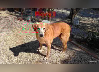 Flora3 geb. 06/2015 (GRC) - soziale Hundedame hat endlich etwas Liebe verdient!