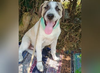 Denis geb. 12/2024 (GRC) - anhänglicher, geselliger, ruhiger und sozialer Junghund!