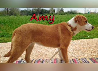 Amy geb. 11/2025 (GRC) - soziale + glückliche Maus sucht ihre eigene Familie!