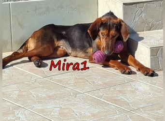 Mira1 geb. 08/2024 (GRC) - menschenbezogene Jagdhund-Mix Dame sucht ein Zuhause!