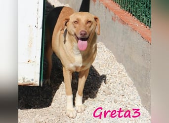 Greta3 geb. 05/2019 (GRC) - freundliche und schüchterne Schönheit will endlich ankommen!