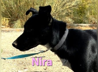 Nira geb. 05/2025 (ESP) - ausgeglichene Junghündin verdient endlich ihre Chance!