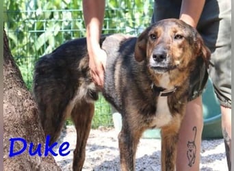 Duke geb. 02/2021 (GRC) - sensibler Rüde möchte endlich das Tierheim verlassen!