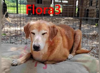 Flora3 geb. 06/2015 (GRC) - soziale Hundedame hat endlich etwas Liebe verdient!
