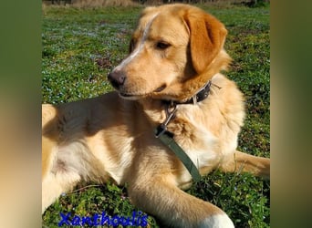 Xanthoulis geb. 01/2019 (GRC) - kluger, fröhlicher und menschenbezogener Rüde!