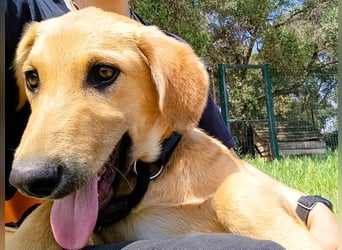 Petros3 geb. 12/2024 (GRC) - ausgeglichener, freundlicher und geselliger Welpe!