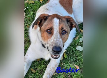 Baster geb. 10/2021 (in Deutschland) - sportlicher, verschmuster und aufmerksamer Rüde!