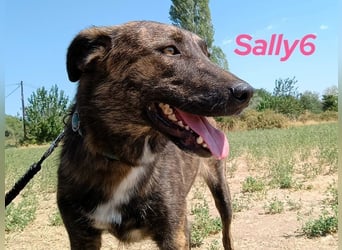 Sally6 geb. 2020 (GRC) - sanftmütige, ruhige und liebenswerte, wunderschöne Hündin!