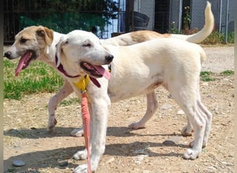 Michelle2 geb. 12/2024 (GRC) - gesellige und ruhige Welpin!