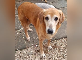 Flora3 geb. 06/2015 (GRC) - soziale Hundedame hat endlich etwas Liebe verdient!