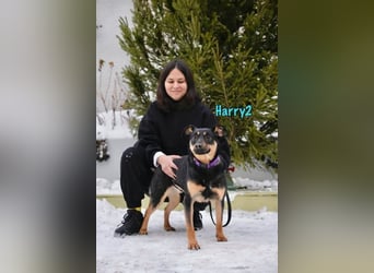 Harry2 geb. 12/2021 - ein Engel auf 4 Pfoten!