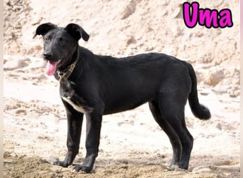 Uma geb. 03/2025 - freundliche und liebevolle Junghündin!