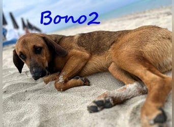 Bono2 geb. 10/2024 (GRC) - entspannter und menschenbezogener Junghund!