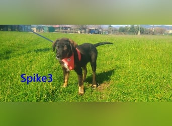 Spike3 geb. 11/2025 (GRC) - geselliges Hundebaby möchte in ein schönes Leben starten!