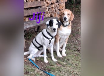 Jiji 07/2023 (in Deutschland) - ruhige und sanfte, wundervolle junge Hündin!