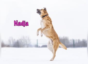Nadja geb. 01/2017 - treue und verschmuste Hündin mit goldenem Herz!