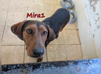 Mira1 geb. 08/2024 (GRC) - menschenbezogene Jagdhund-Mix Dame sucht ein Zuhause!