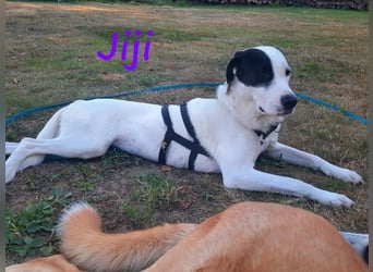 Jiji 07/2023 (in Deutschland) - ruhige und sanfte, wundervolle junge Hündin!