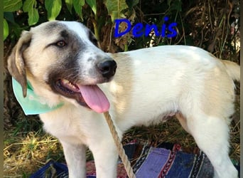 Denis geb. 12/2024 (GRC) - anhänglicher, geselliger, ruhiger und sozialer Junghund!