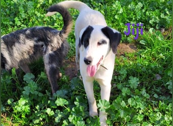 Jiji 07/2023 (in Deutschland) - ruhige und sanfte, wundervolle junge Hündin!