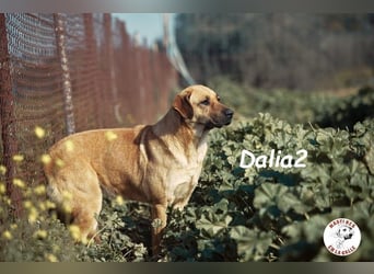 Dalia2 geb. 10/2018 (ESP) - verspielte, sanfte und zurückhaltende Hündin!