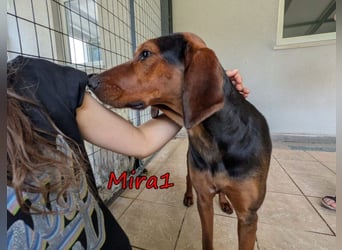 Mira1 geb. 08/2024 (GRC) - menschenbezogene Jagdhund-Mix Dame sucht ein Zuhause!