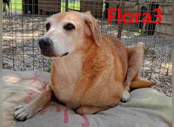 Flora3 geb. 06/2015 (GRC) - soziale Hundedame hat endlich etwas Liebe verdient!