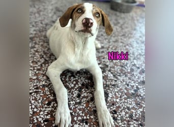 Nikki geb. 03/2025 (GRC) - verträgliche, süße Junghündin mit grünen Augen