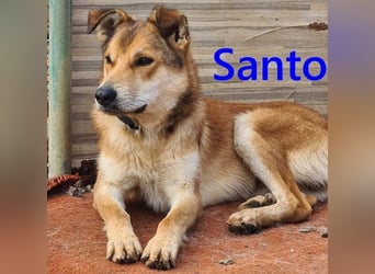 Santo geb. 02/2024 (ESP) - verspielter und lieber Rüde!