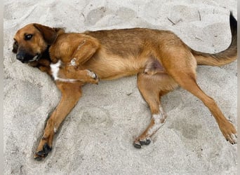 Bono2 geb. 10/2024 (GRC) - entspannter und menschenbezogener Junghund!