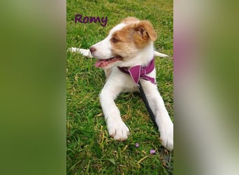 Romy geb. 12/2025 (GRC) - fröhliches und verspieltes Mädchen sucht ein Für-immer-Zuhause!