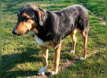 Victor geb. 07/2023 (GRC) - wunderschöner und menschenbezogener Junghund!