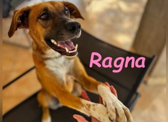 Ragna geb. 01/2025 (ESP) - gutgelaunte, freundliche Junghündin auf der Suche!