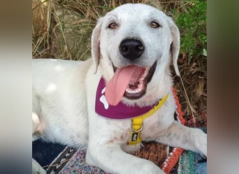 Michelle2 geb. 12/2024 (GRC) - gesellige und ruhige Welpin!