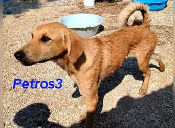 Petros3 geb. 12/2024 (GRC) - ausgeglichener, freundlicher und geselliger Junghund!
