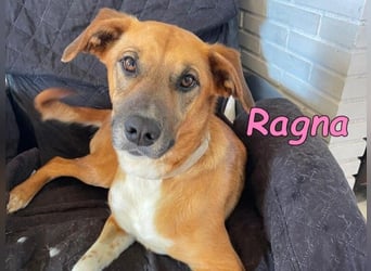 Ragna geb. 01/2025 (ESP) - gutgelaunte, freundliche Junghündin auf der Suche!